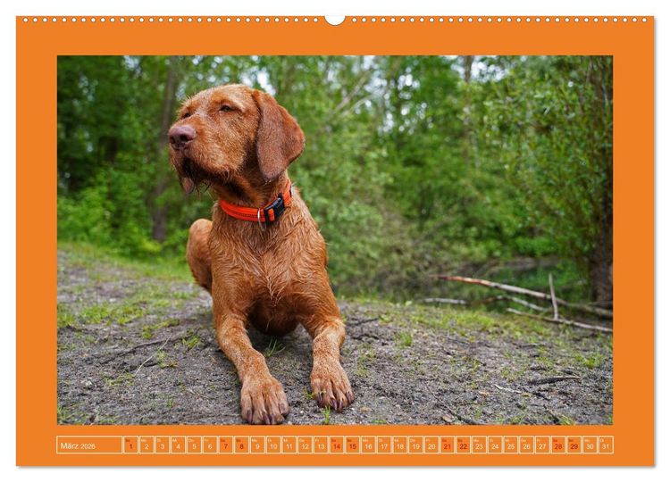 Produktbild: Faszination Magyar Vizsla (Wandkalender 2026 DIN A2 quer), CALVENDO Monatskalender