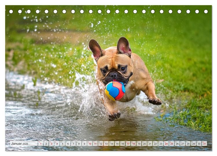 Produktbild: Bullys in Action - Franz&ouml;sische Bulldoggen lieben B&auml;lle (Tischkalender 2026 DIN A5 quer), CALVENDO Monatskalender