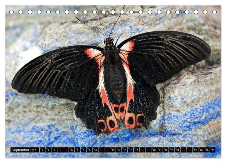 Produktbild: Fliegende Wunderwesen. Schmetterlinge weltweit, ganz nah (Tischkalender 2027 DIN A5 quer), CALVENDO Monatskalender