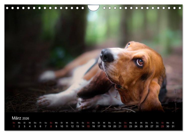 Produktbild: Der Basset, eine LANGE und besondere Liebe (Wandkalender 2026 DIN A4 quer), CALVENDO Monatskalender
