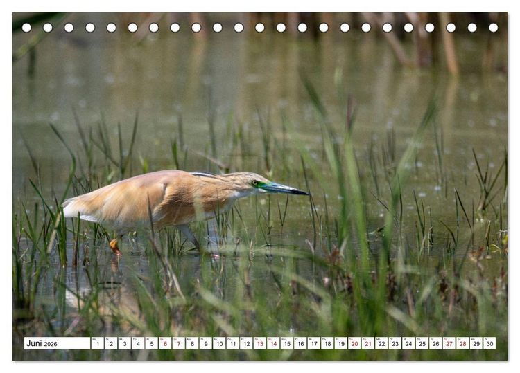 Produktbild: Vogelparadies Volvi-See (Tischkalender 2026 DIN A5 quer), CALVENDO Monatskalender