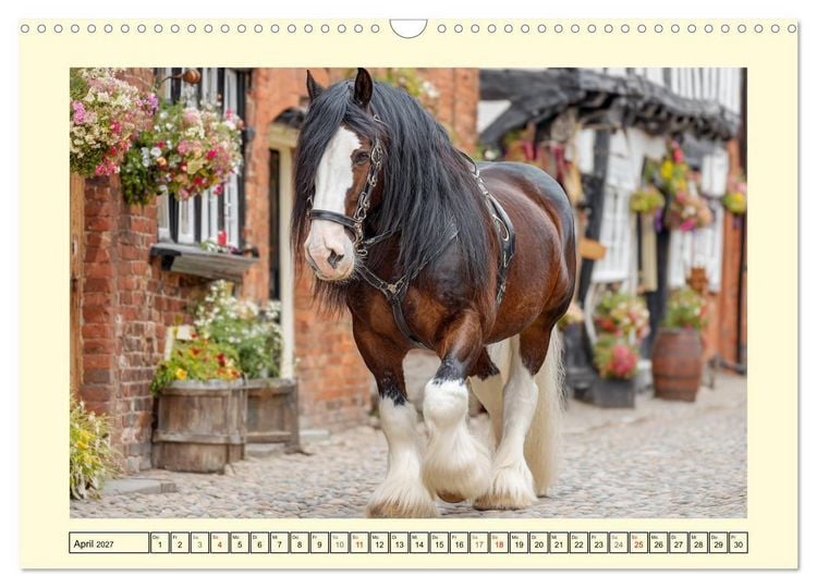 Produktbild: Shire Horse Zauber. Englands elegante Riesen (Wandkalender 2027 DIN A3 quer), CALVENDO Monatskalender