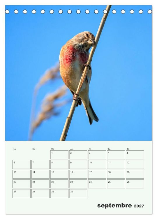 Produktbild: Le monde intime des oiseaux (Calendrier de bureau 2027 DIN A5 horizontal), CALVENDO calendrier mensuel