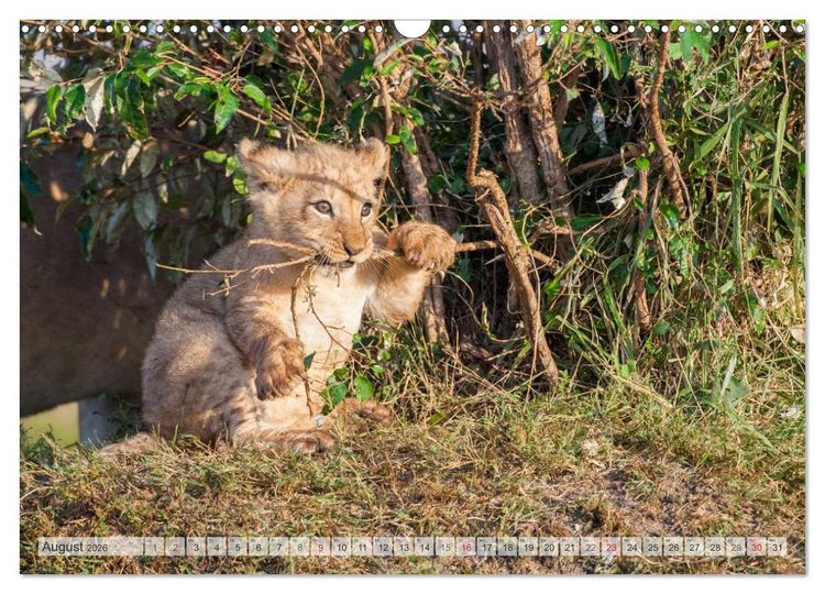 Produktbild: Emotionale Momente: Liebenswerte L&ouml;wenbabys (Wandkalender 2026 DIN A3 quer), CALVENDO Monatskalender