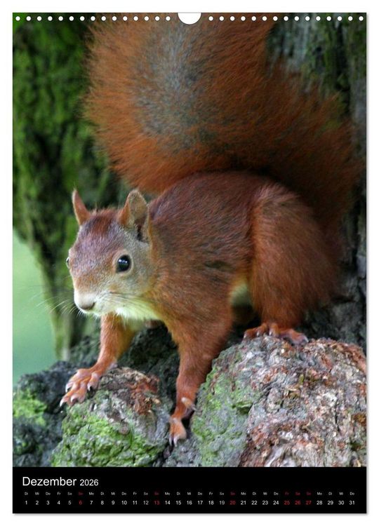 Produktbild: Eichh&ouml;rnchen (Wandkalender 2026 DIN A3 hoch), CALVENDO Monatskalender