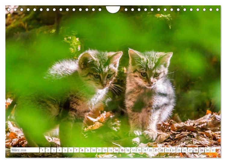 Produktbild: Wildkatzenbabys - wild und zuckers&uuml;&szlig;. (Wandkalender 2026 DIN A4 quer), CALVENDO Monatskalender