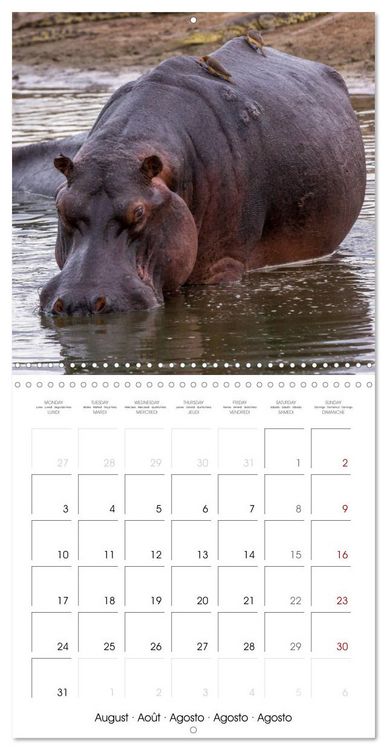 Produktbild: Animals are watching you (Wall Calendar 2026 12 &times; 12 Inch) CALVENDO 12 Month Wall Calendar