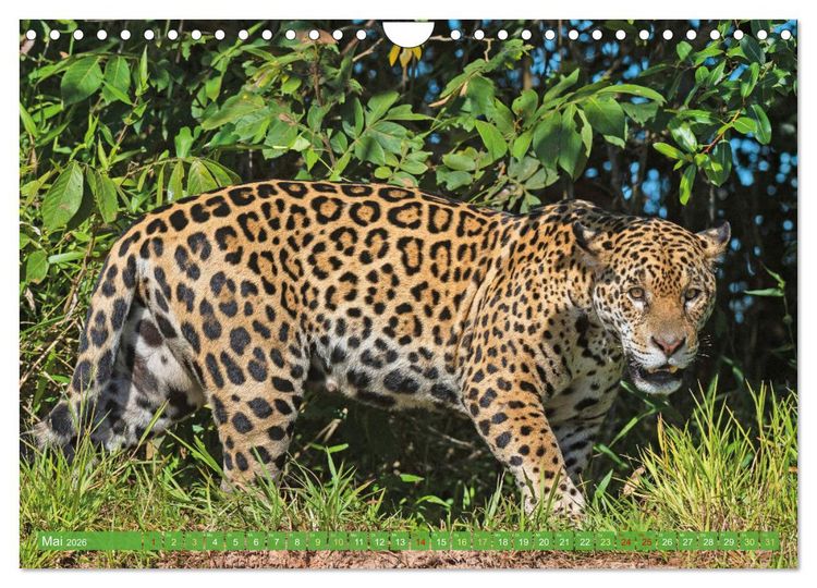 Produktbild: Raubkatzen: Geschmeidige J&auml;ger (Wandkalender 2026 DIN A4 quer), CALVENDO Monatskalender