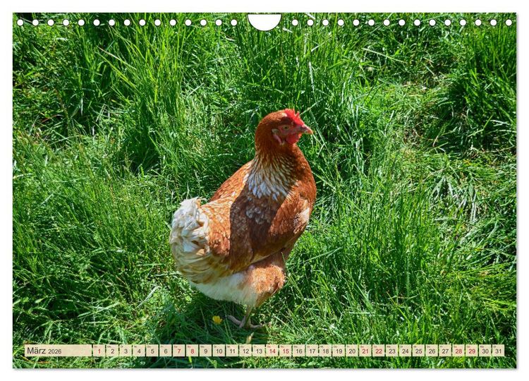 Produktbild: Charmante H&uuml;hner (Wandkalender 2026 DIN A4 quer), CALVENDO Monatskalender