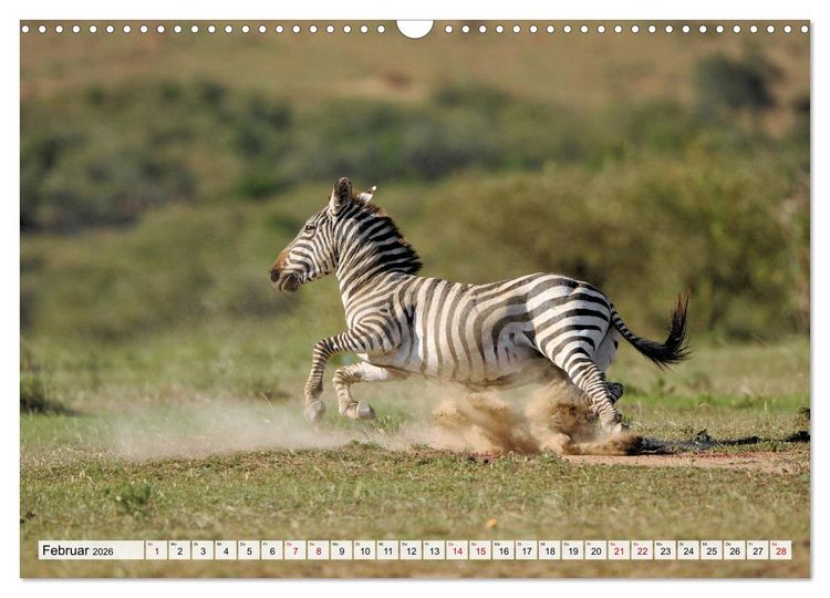 Produktbild: Faszination Afrika: Zebras (Wandkalender 2026 DIN A3 quer), CALVENDO Monatskalender