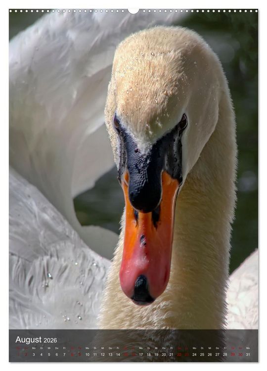 Produktbild: Der Schwan (hochwertiger Premium Wandkalender 2026 DIN A2 hoch), Kunstdruck in Hochglanz