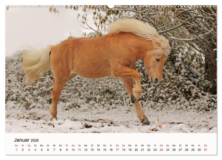 Produktbild: Isl&auml;nder - icelandic horses (hochwertiger Premium Wandkalender 2026 DIN A2 quer), Kunstdruck in Hochglanz