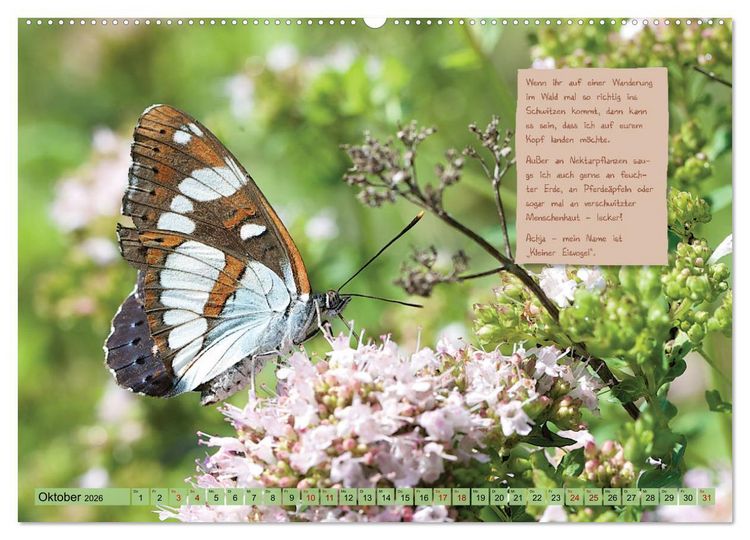 Produktbild: GEOclick Lernkalender: Steckbriefe einheimischer Schmetterlinge (Wandkalender 2026 DIN A2 quer), CALVENDO Monatskalender