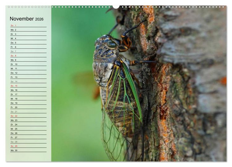 Produktbild: Die geheimnisvolle Welt der Insekten (hochwertiger Premium Wandkalender 2026 DIN A2 quer), Kunstdruck in Hochglanz