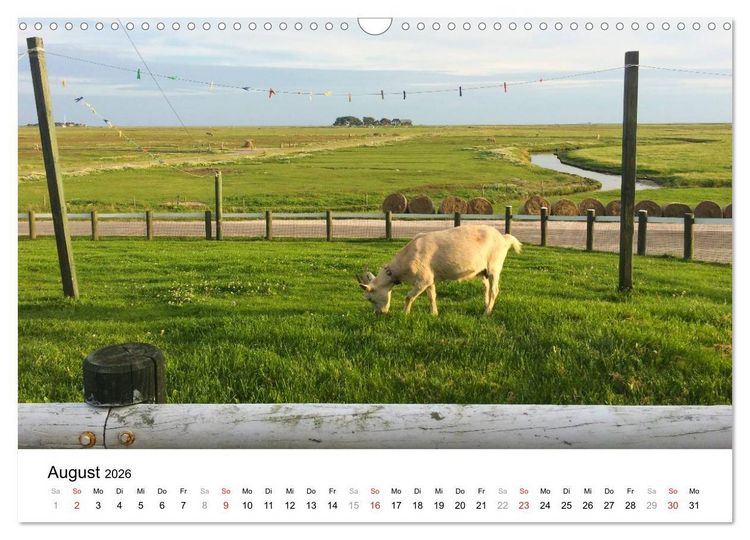 Produktbild: Hallig Hooge - zwischen Himmel und Erde (Wandkalender 2026 DIN A3 quer), CALVENDO Monatskalender