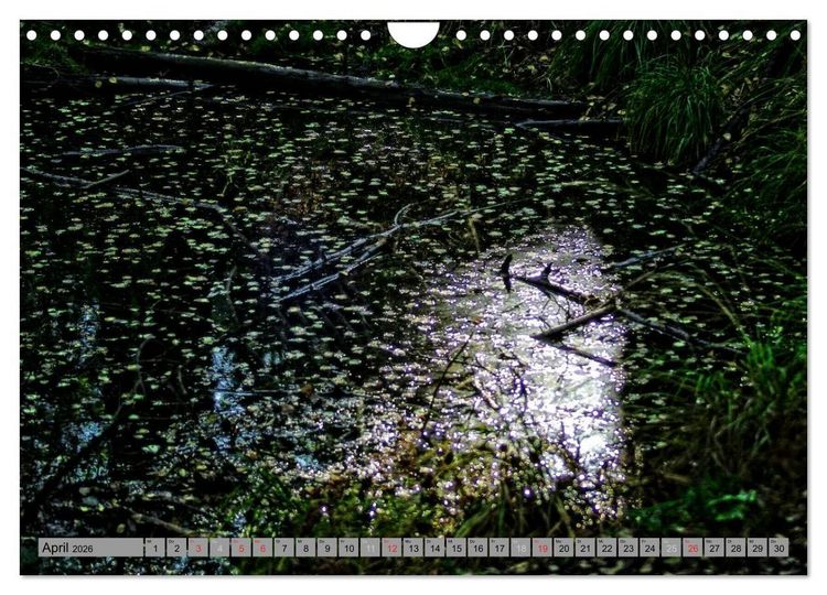 Produktbild: Spaziergang durch den Zauberwald (Wandkalender 2026 DIN A4 quer), CALVENDO Monatskalender
