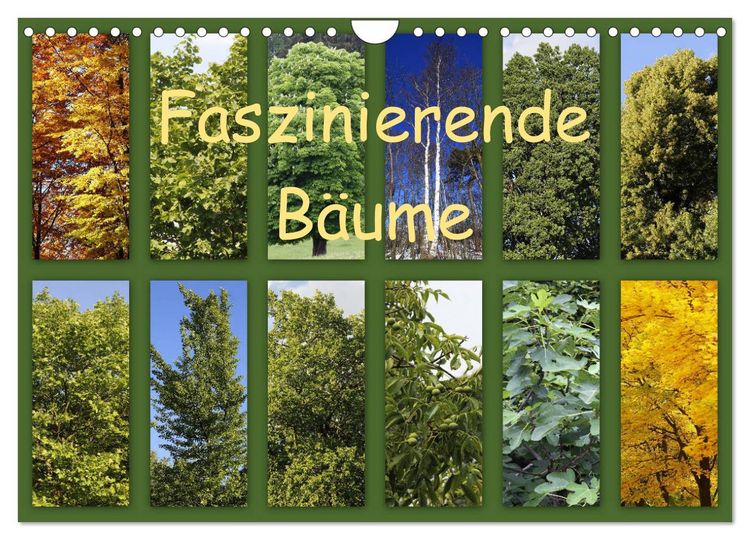Produktbild: Faszinierende B&auml;ume (Wandkalender 2026 DIN A4 quer), CALVENDO Monatskalender
