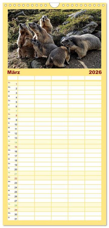 Produktbild: Familienplaner 2026 - Und ewig pfeift das Murmeltier mit 5 Spalten (Wandkalender, 21 x 45 cm) CALVENDO