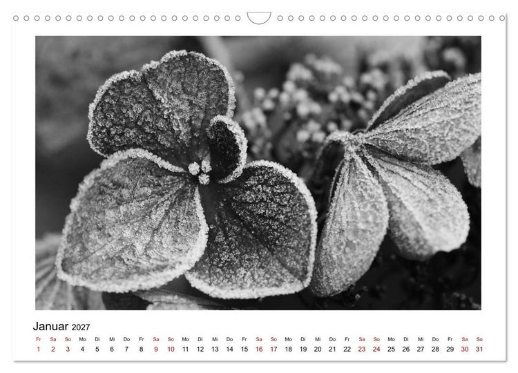 Produktbild: Die grafische Sch&ouml;nheit der Pflanzen &ndash; Schwarz-Wei&szlig; (Wandkalender 2027 DIN A3 quer), CALVENDO Monatskalender