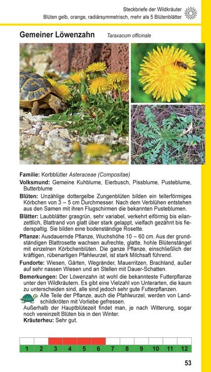 Produktbild: Landschildkr&ouml;ten-Futterpflanzen