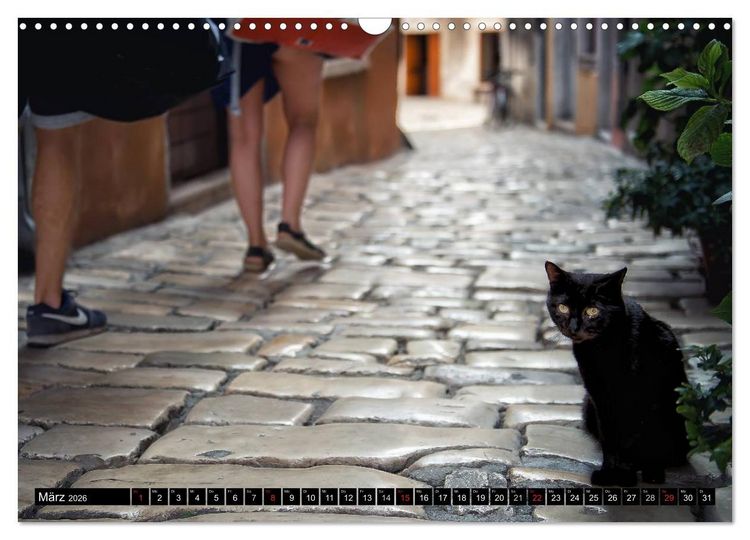 Produktbild: Die Katzen von Rovinj (Wandkalender 2026 DIN A3 quer), CALVENDO Monatskalender