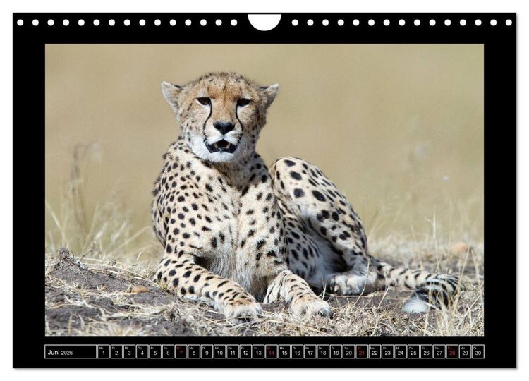 Produktbild: Afrikas Katzen (Wandkalender 2026 DIN A4 quer), CALVENDO Monatskalender