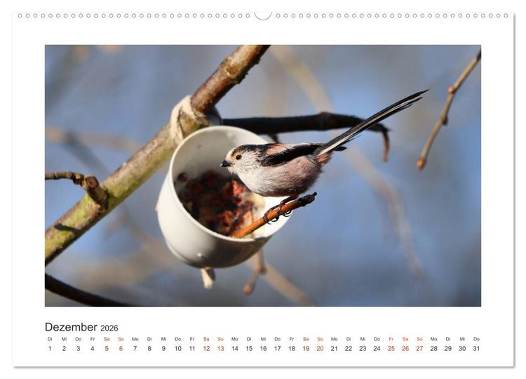 Produktbild: Gefiederte Garteng&auml;ste, Schwanzmeisen (hochwertiger Premium Wandkalender 2026 DIN A2 quer), Kunstdruck in Hochglanz