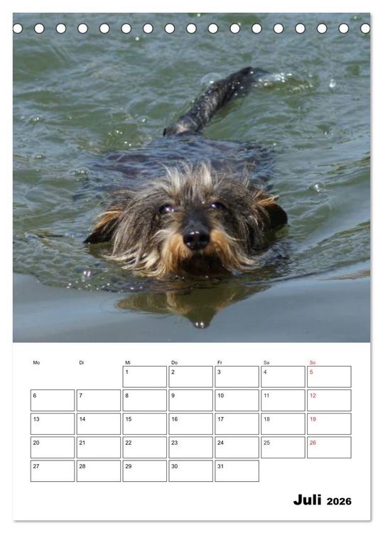 Produktbild: Liebenswerte Zwergrauhaardackel (Tischkalender 2026 DIN A5 hoch), CALVENDO Monatskalender