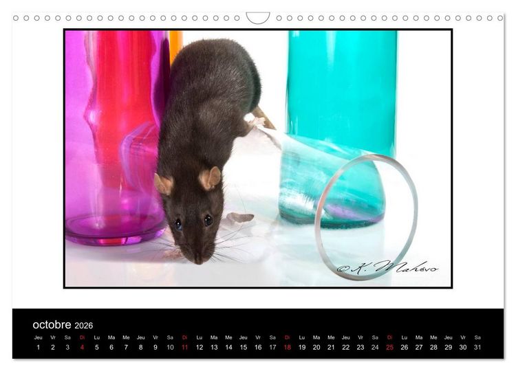 Produktbild: Ratte Ouille (Calendrier mural 2026 DIN A3 vertical), CALVENDO calendrier mensuel