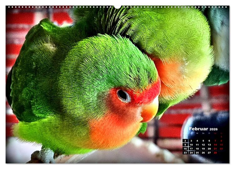 Produktbild: Die Unzertrennlichen (hochwertiger Premium Wandkalender 2026 DIN A2 quer), Kunstdruck in Hochglanz