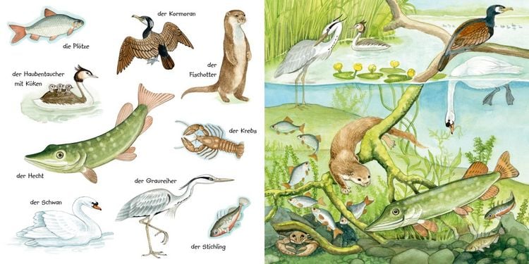 Produktbild: Mein kleines buntes Bildw&ouml;rterbuch: Tiere im und am Wasser