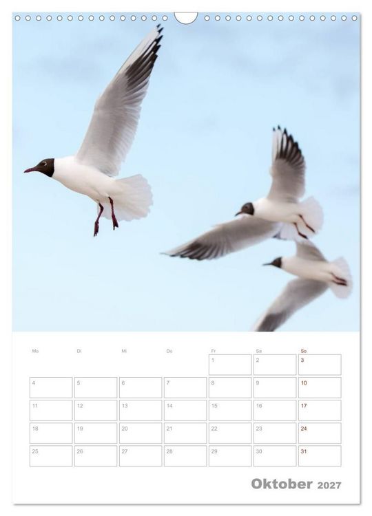 Produktbild: M&ouml;wen - die V&ouml;gel der K&uuml;ste (Wandkalender 2027 DIN A3 hoch), CALVENDO Monatskalender