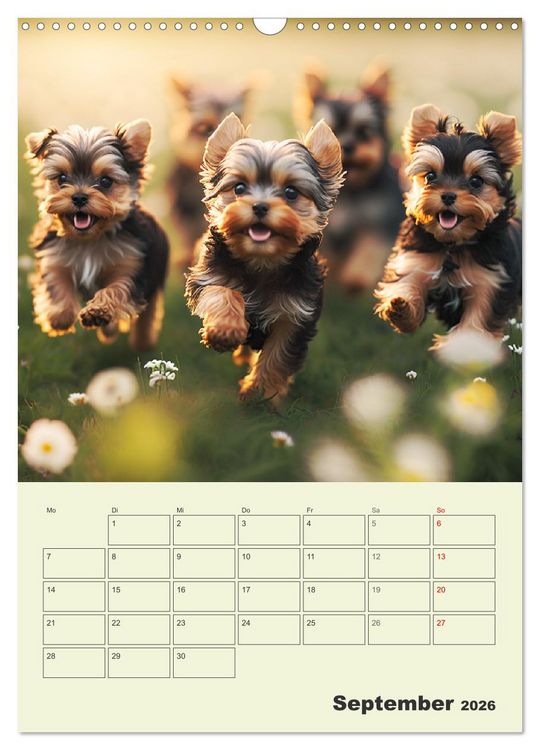 Produktbild: Yorkshire Terrier. Fr&ouml;hliche Energieb&uuml;ndel in Aktion (Wandkalender 2026 DIN A3 hoch), CALVENDO Monatskalender