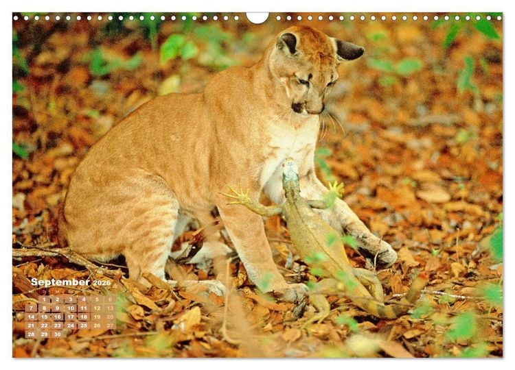 Produktbild: Puma: Auf leisen Pfoten (Wandkalender 2026 DIN A3 quer), CALVENDO Monatskalender
