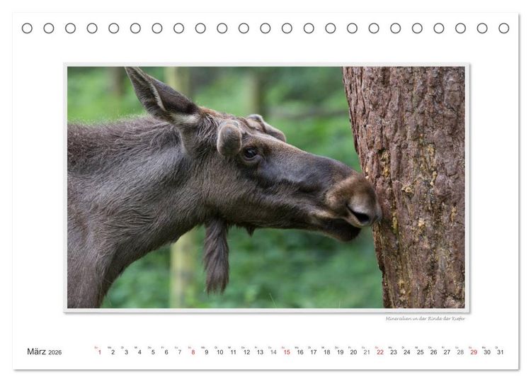 Produktbild: Emotionale Momente: Europ&auml;ischer Elch Part II (Tischkalender 2026 DIN A5 quer), CALVENDO Monatskalender