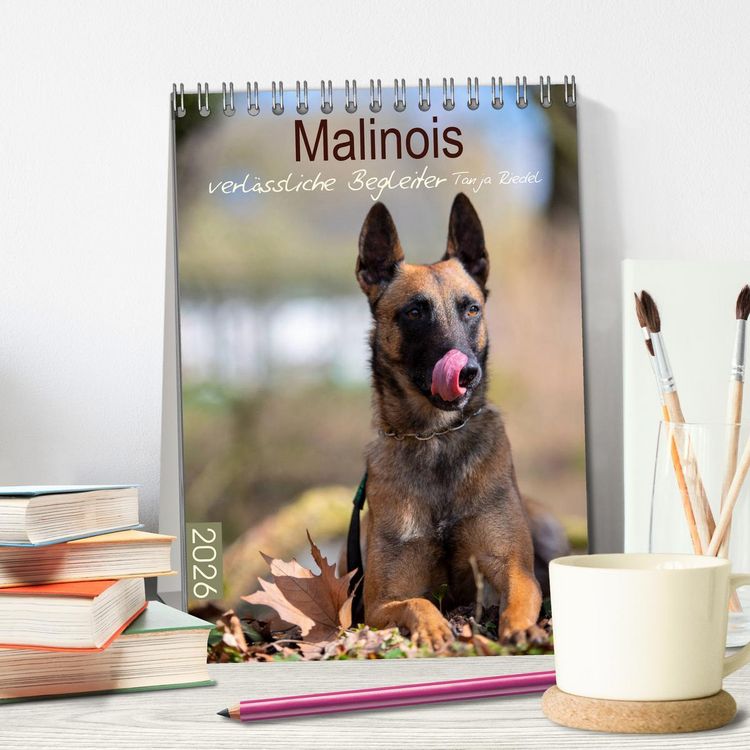 Produktbild: Malinois verl&auml;ssliche Begleiter (Tischkalender 2026 DIN A5 hoch), CALVENDO Monatskalender