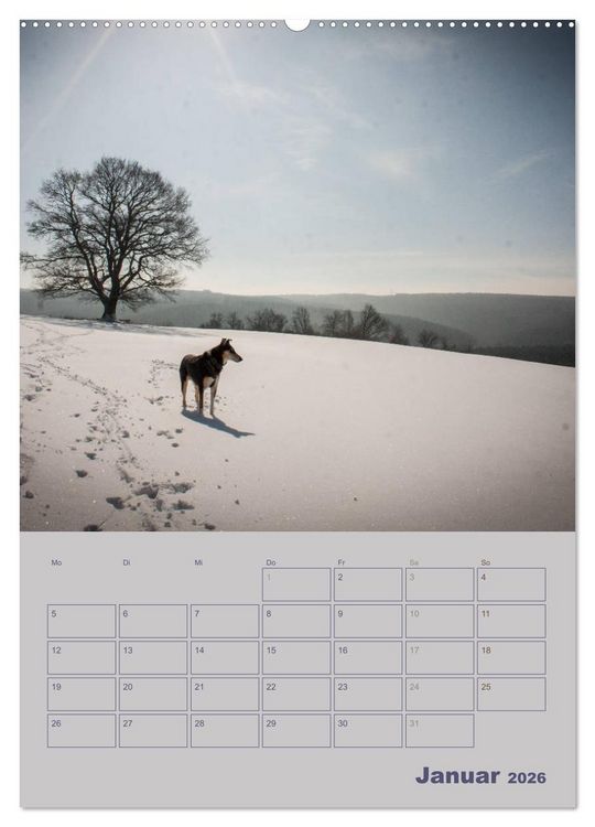 Produktbild: Kurzhaarcollies (Wandkalender 2026 DIN A2 hoch), CALVENDO Monatskalender