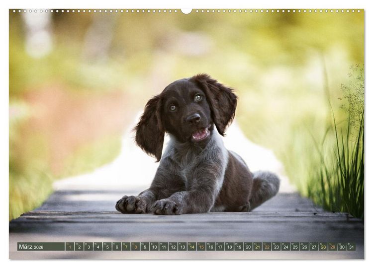 Produktbild: Jagdhund im Portrait - Deutsch Langhaar (Wandkalender 2026 DIN A2 quer), CALVENDO Monatskalender