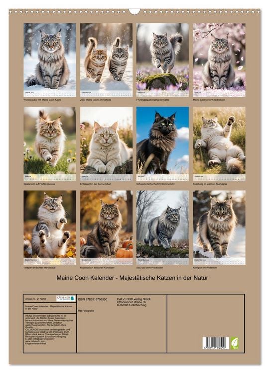 Produktbild: Maine Coon Kalender - Majest&auml;tische Katzen in der Natur (Wandkalender 2026 DIN A2 hoch), CALVENDO Monatskalender
