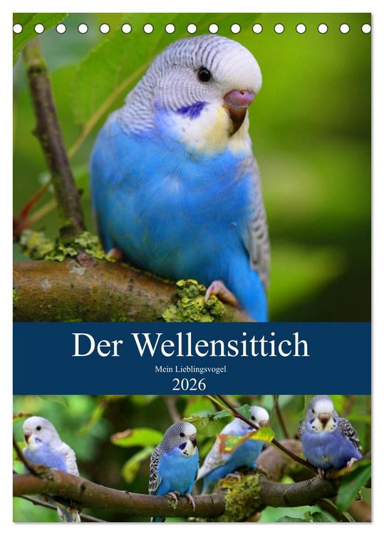 Produktbild: Der Wellensittich - Mein Lieblingsvogel (Tischkalender 2026 DIN A5 hoch), CALVENDO Monatskalender