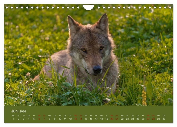Produktbild: unter W&ouml;lfen (Wandkalender 2026 DIN A4 quer), CALVENDO Monatskalender