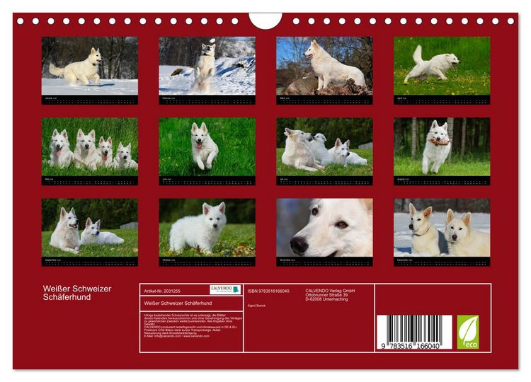 Produktbild: Wei&szlig;er Schweizer Sch&auml;ferhund (Wandkalender 2026 DIN A4 quer), CALVENDO Monatskalender