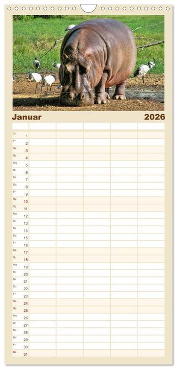Produktbild: Familienplaner 2026 - Flusspferde - gem&uuml;tlich gef&auml;hrlich mit 5 Spalten (Wandkalender, 21 x 45 cm) CALVENDO