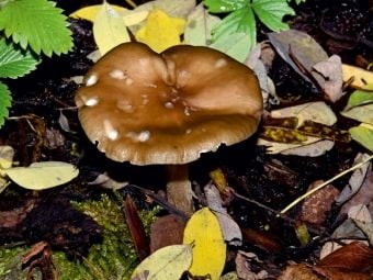 Produktbild: CALVENDO Puzzle Ein Motiv aus dem Kalender Pilze, Pilze | 1000 Teile Lege-Gr&ouml;&szlig;e 64x48cm Foto-Puzzle f&uuml;r gl&uuml;ckliche Stunden