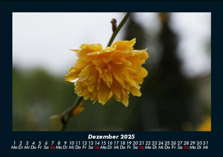 Produktbild: Blumenzauber 2025 Fotokalender DIN A5