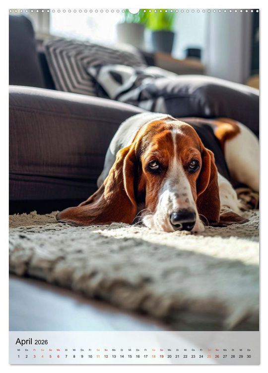 Produktbild: Basset Hound - freundlich und anh&auml;nglich (Wandkalender 2026 DIN A2 hoch), CALVENDO Monatskalender