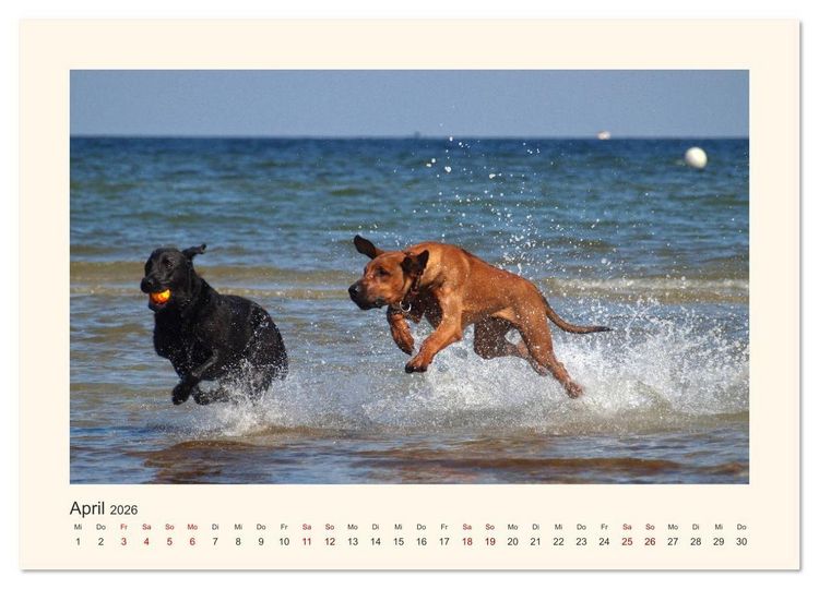Produktbild: Rhodesian Ridgeback Power aus S&uuml;dafrika (Wandkalender 2026 DIN A3 quer), CALVENDO Monatskalender