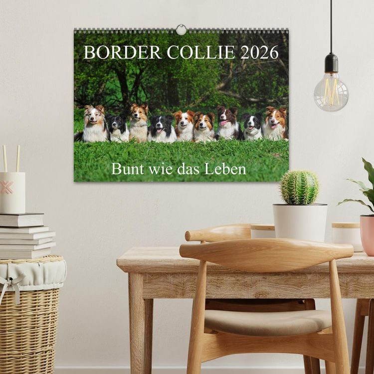 Produktbild: Border Collie 2026 (Wandkalender 2026 DIN A3 quer), CALVENDO Monatskalender