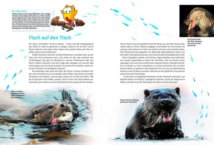 Produktbild: Entdecke die Otter