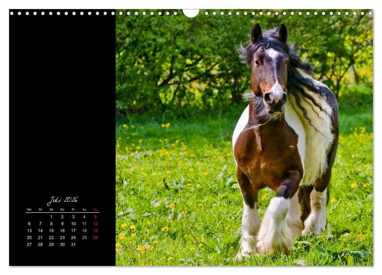 Produktbild: Irish Tinker (Wandkalender 2026 DIN A3 quer), CALVENDO Monatskalender